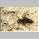 Arachnospila anceps - Wegwespe w003c 7-8mm - OS-Hasbergen-Lehmhuegel-det.jpg